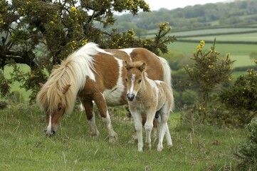 Shetland Pony south west England