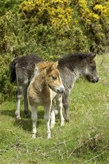 Fototapeta premium Shetland Pony south west England