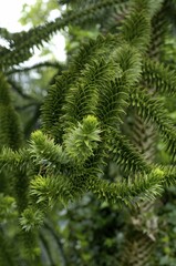 Twigs of an Araucaria Araucaria araucana
