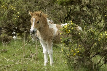 Shetland Pony south west England
