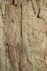 Aerial view of beautiful colorful autumn forest in low clouds at sunrise. Top view of orange and green trees in fog at dawn in fall