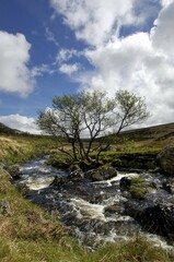 River Dart near Whistmans Wood Dartmoor National Park Devon England
