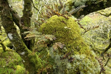 Whistmans Wood near Two Bridges Dartmoor National Park Devon England