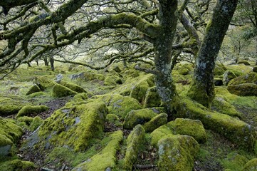 Fototapeta premium Whistmans Wood near Two Bridges Dartmoor National Park Devon England