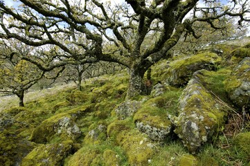 Whistmans Wood near Two Bridges Dartmoor National Park Devon England