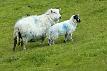 Fototapeta premium Sheep near Two Bridges Dartmoor National Park Devon England