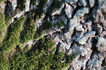 Aerial view of beautiful colorful autumn forest in low clouds at sunrise. Top view of orange and green trees in fog at dawn in fall