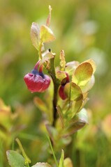 Cranberry Dartmoor National Park Devon England