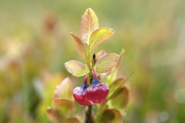 Cranberry Dartmoor National Park Devon England