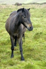 Pony Dartmoor National Park Devon England