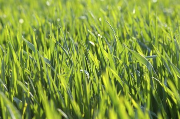 Fototapeta premium Grain field