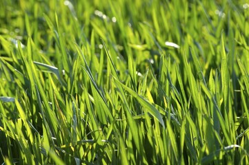 Grain field