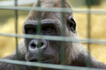 Western Lowland Gorilla Gorilla gorilla gorilla in captivity
