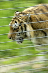 Bengal tiger Panthera tigris tigris in captivity