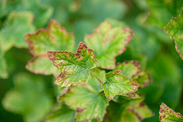 Vibrant green leaves with subtle hints of decay showcasing nature's resilience in a garden during early autumn