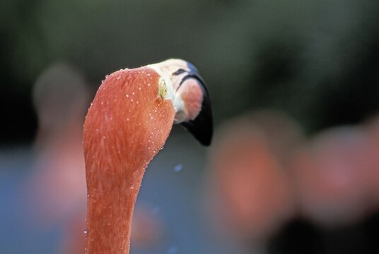 American flamingo ( Phoenicopterus ruber ruber)