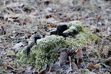 Aerial view of beautiful colorful autumn forest in low clouds at sunrise. Top view of orange and green trees in fog at dawn in fall