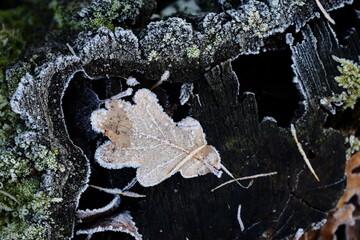 Aerial view of beautiful colorful autumn forest in low clouds at sunrise. Top view of orange and green trees in fog at dawn in fall