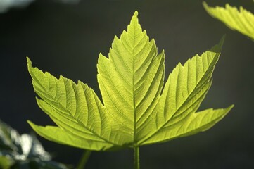 Young leave of maple Acer pseudoplatanus L.