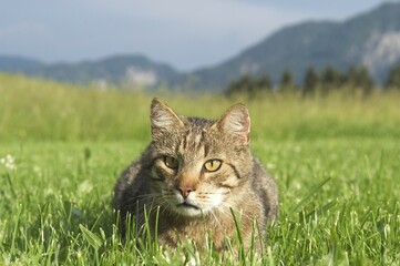 Cat in the gras