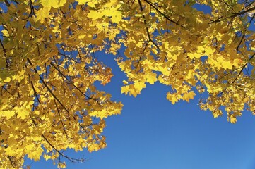 Maple leaves in autumn