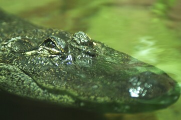 Mississippi-Alligator (Alligator mississipiensis)