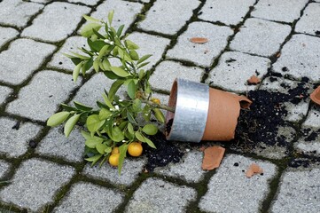 Thrown down from a hefty windstorm a little orange tree in the pot lies broken on the paving stones...