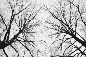 Two trees seen from below without leaves in winter