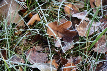 Aerial view of beautiful colorful autumn forest in low clouds at sunrise. Top view of orange and green trees in fog at dawn in fall