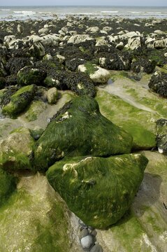 Beach with algae and seaweed Sussex England