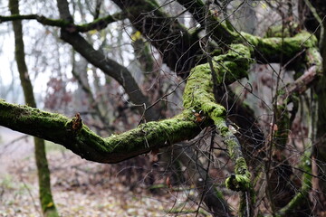 Aerial view of beautiful colorful autumn forest in low clouds at sunrise. Top view of orange and green trees in fog at dawn in fall