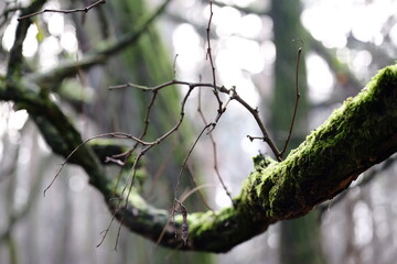 Aerial view of beautiful colorful autumn forest in low clouds at sunrise. Top view of orange and green trees in fog at dawn in fall