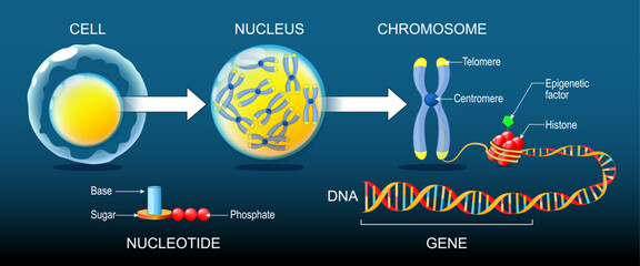 DNA structure. Organization and packaging of genetic material in Chromosome.