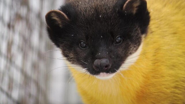 Close-up video of a yellow-throated marten with striking black-and-yellow fur. Subtle movements highlight its curious expression and sleek fur texture, ideal for wildlife visuals.