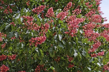 Red horsechestnut blossom Aesculus x carnea Germany