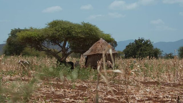 Traditional african bomas house made of branches and thatched roof against background of endless savannah and mountain ranges in haze. Herd of goats grazes on outskirts of corn field
