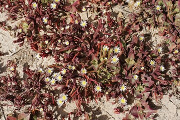 Common Ice Plant ( Mesembryanthemum crystallinum ) , Fuerteventura , Canary Islands