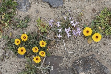 False sowthistle ( Reichardia tingitana ) and stock ( Matthiola bolleana ) , Fuerteventura , Canary Islands