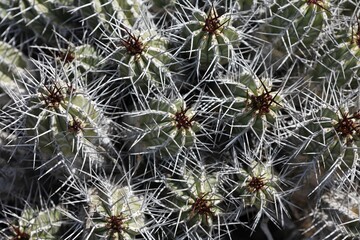 Euphorbia handiensis - endemic plant on Fuerteventura ( Jandia )