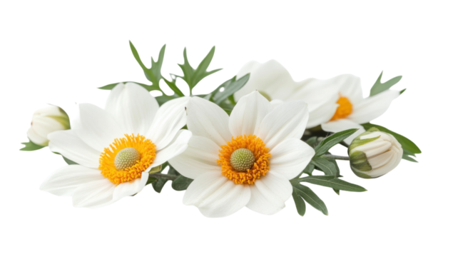Delicate white flowers with orange centers and green leaves arranged elegantly on a white background