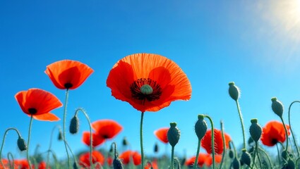 Fototapeta premium Vibrant red poppy flower under clear blue sky