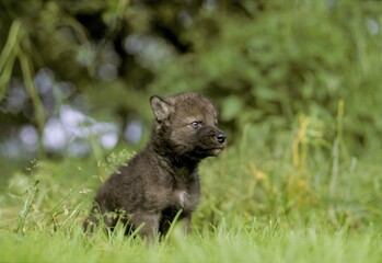 Four week old wolf puppy whelp (Canis lupus)