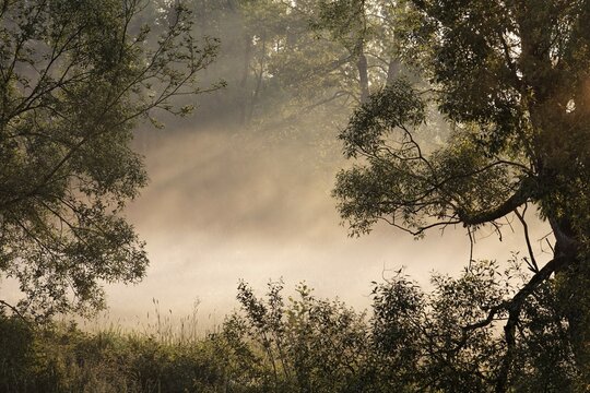 Morning fog at river Pfreimd near Moosbach , Upper Palatinate , Bavaria Germany