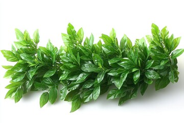 Obraz premium Lush green leaves isolated on white for decoration
