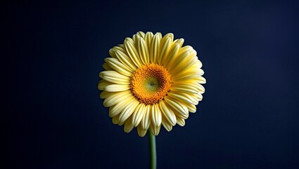 Obraz premium Vibrant yellow gerbera daisy against dark background