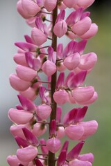 Obraz premium Flower of lupine (Lupinus angustifolius) Germany