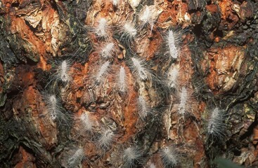 Skins of caterpillars, Costa Rica, Central America