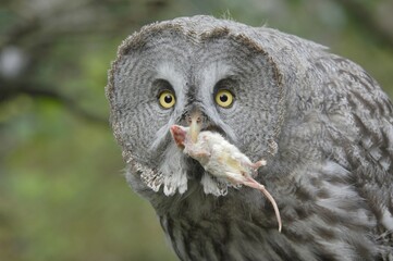 Great Grey Owl (Strix nebulosa) with prey