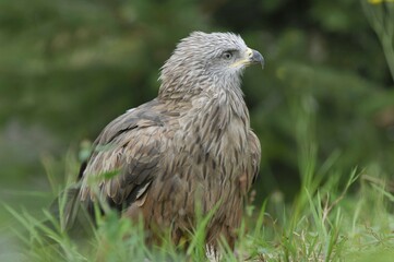 Black Kite (Milvus migrans)