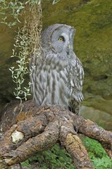 Great Grey Owl (Strix nebulosa)